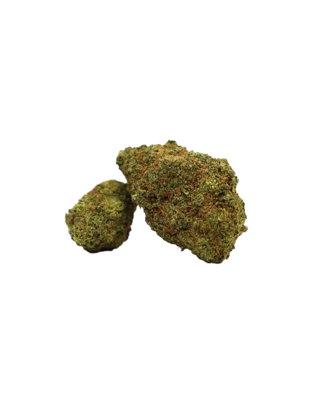 fleurs de CBD Hollywood de Cookies en 1 gramme
