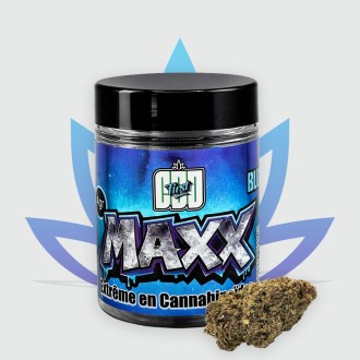 Pot de 4g de fleur de CBD Blueberry MAXX de la marque CBD First