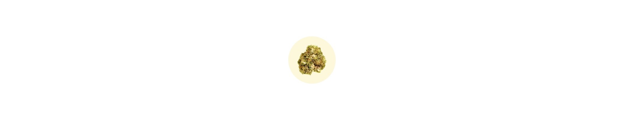 Fleurs CBD puissantes à fumer | CBD fort et pas cher – Travers-Shop