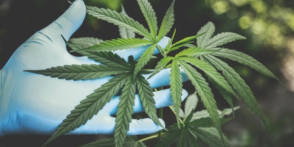 Quelle est l’origine du CBD ? 
